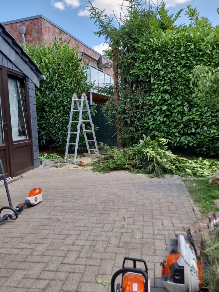 Rückschnitt an Hecke und Baum, Schnittgut am Boden