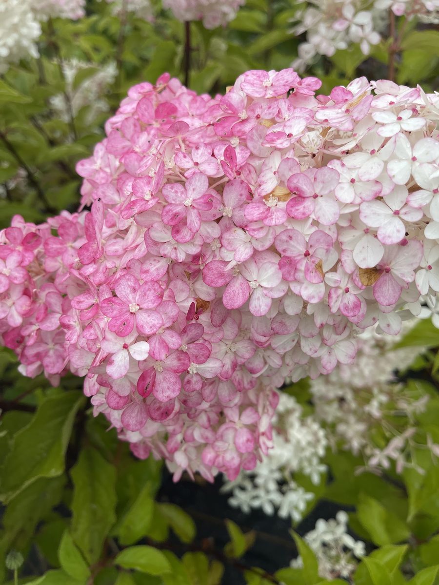 Hortensie im Beet