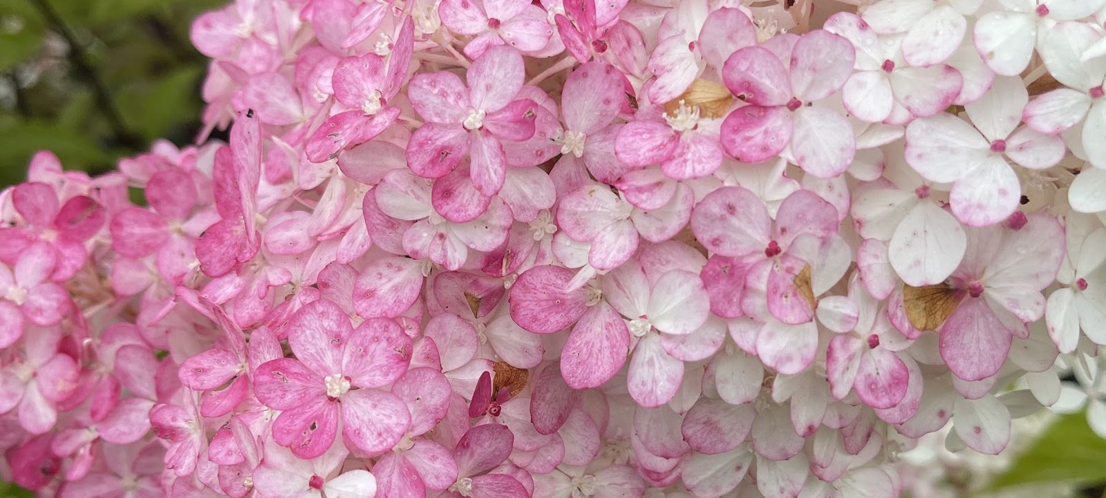 Blühende Hortensie im Beet